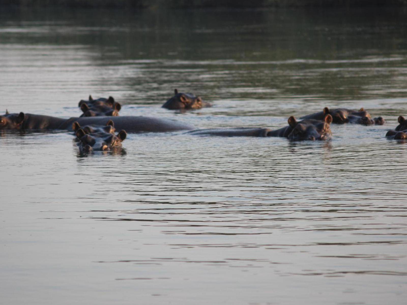 Ndhovu Safari Lodge Mahango المظهر الخارجي الصورة